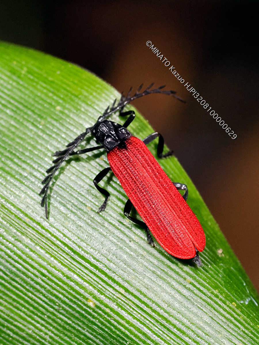 ベニボタルの一種