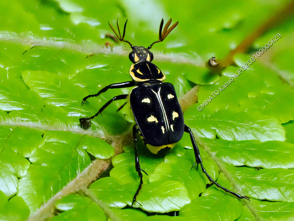 オキナワトラフハナムグり黒色型雄