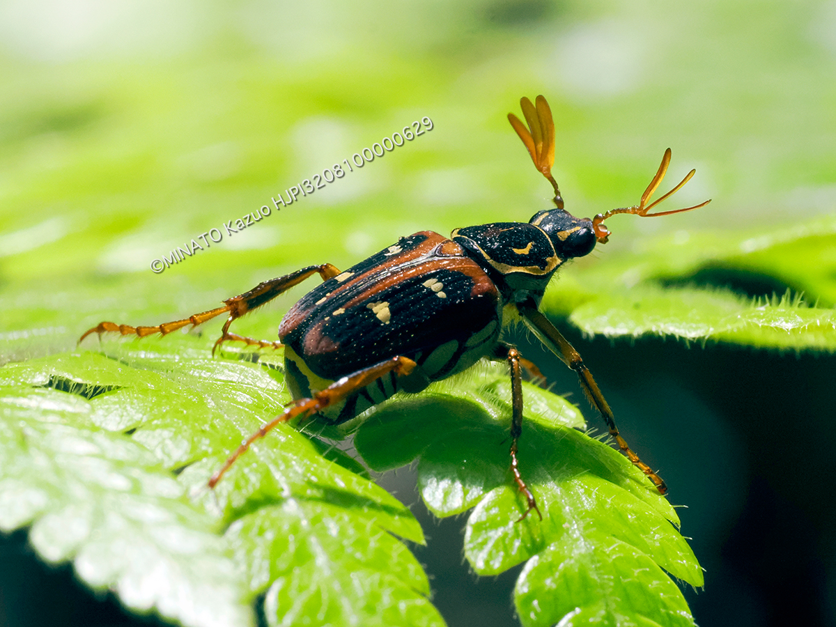 オキナワトラフハナムグリ褐色型雄