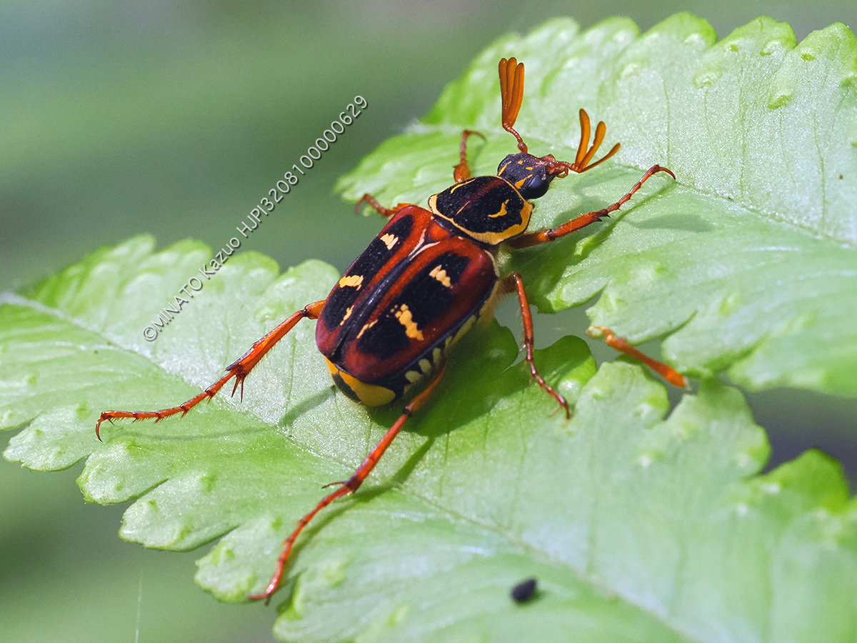 オキナワトラフハナムグリ褐色型雄