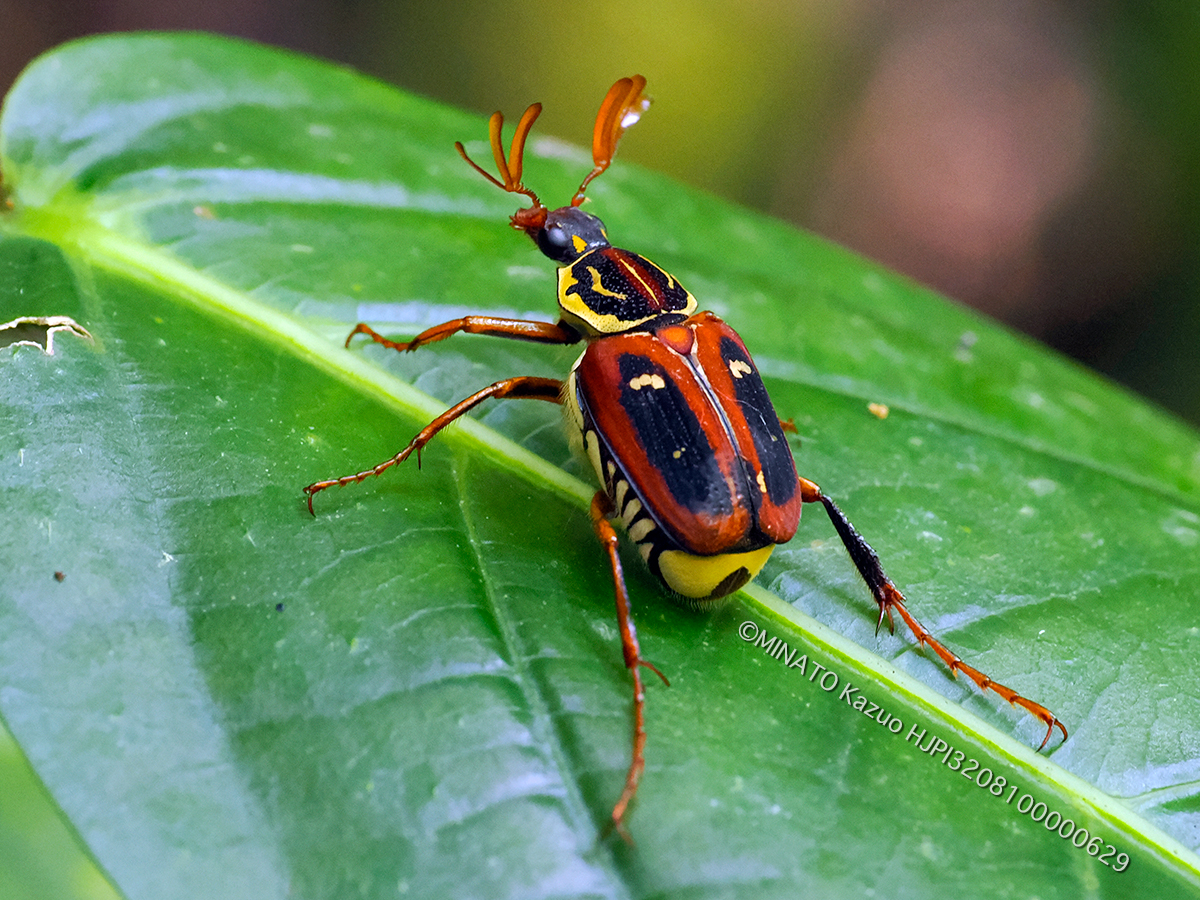 オキナワトラフハナムグリ褐色型雄