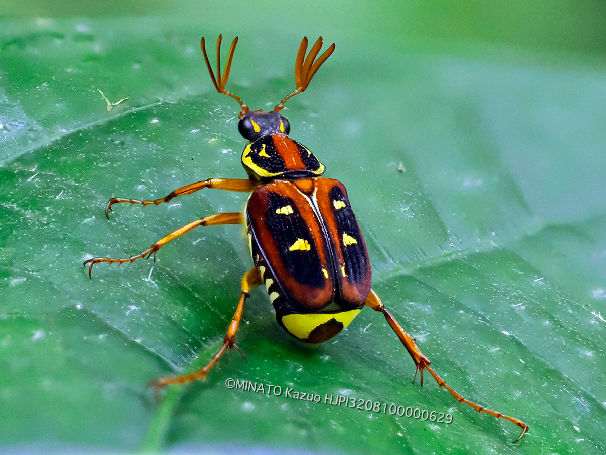 オキナワトラフハナムグリ褐色型雄