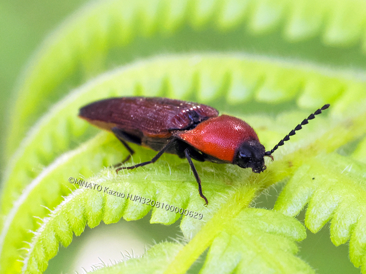 アリタムネアカコメツキ