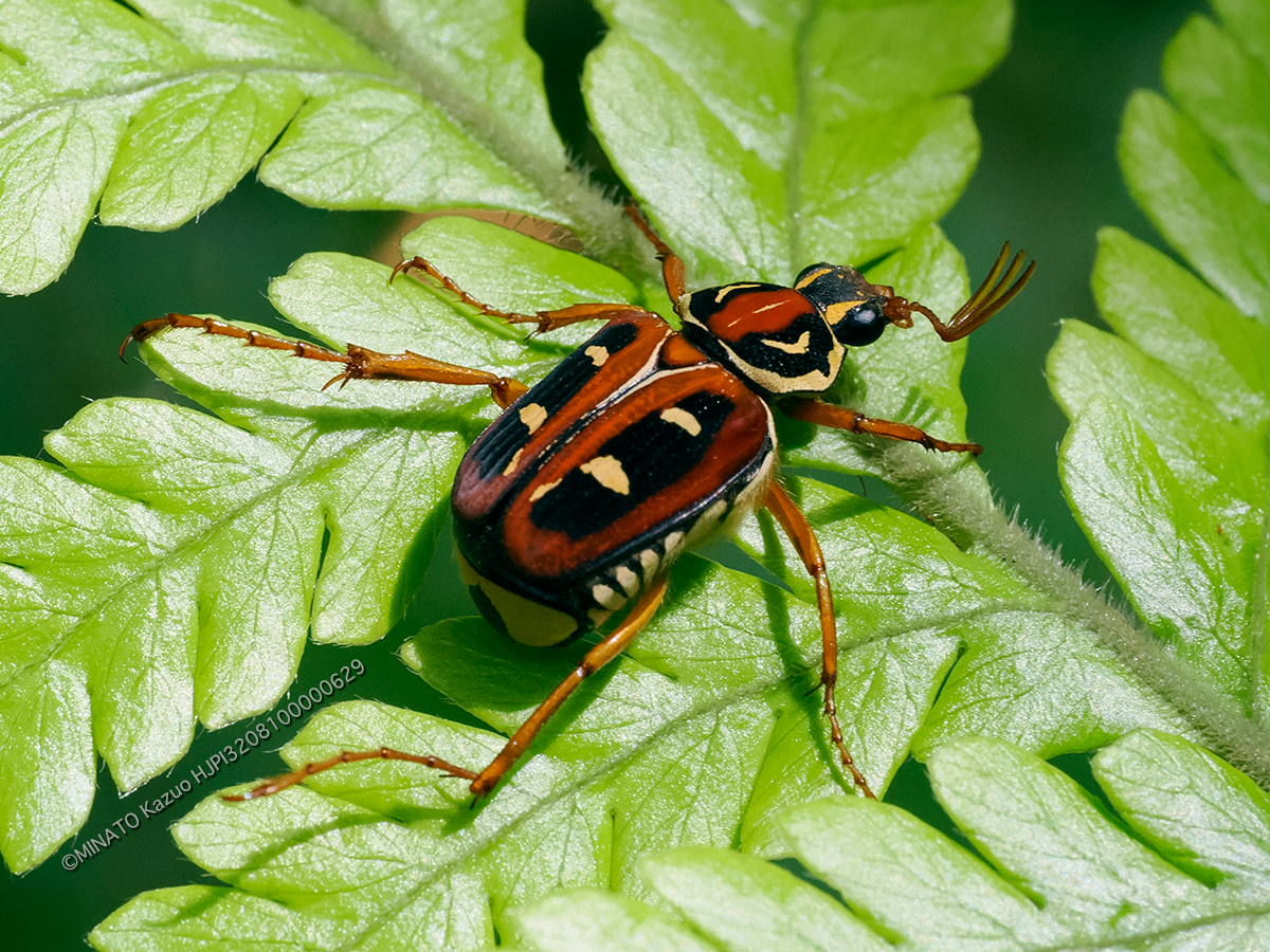 オキナワトラフハナムグリ褐色型雄