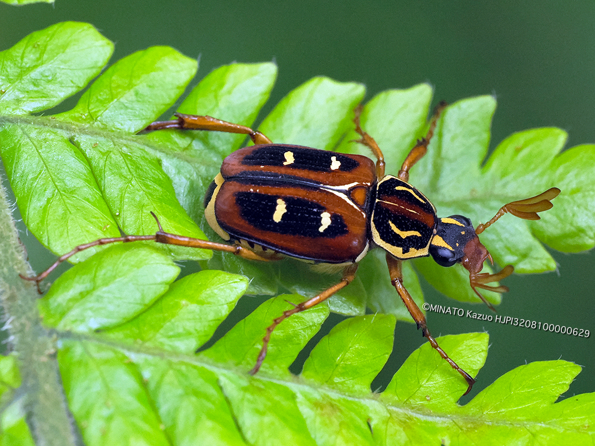 オキナワトラフハナムグリ褐色型雄