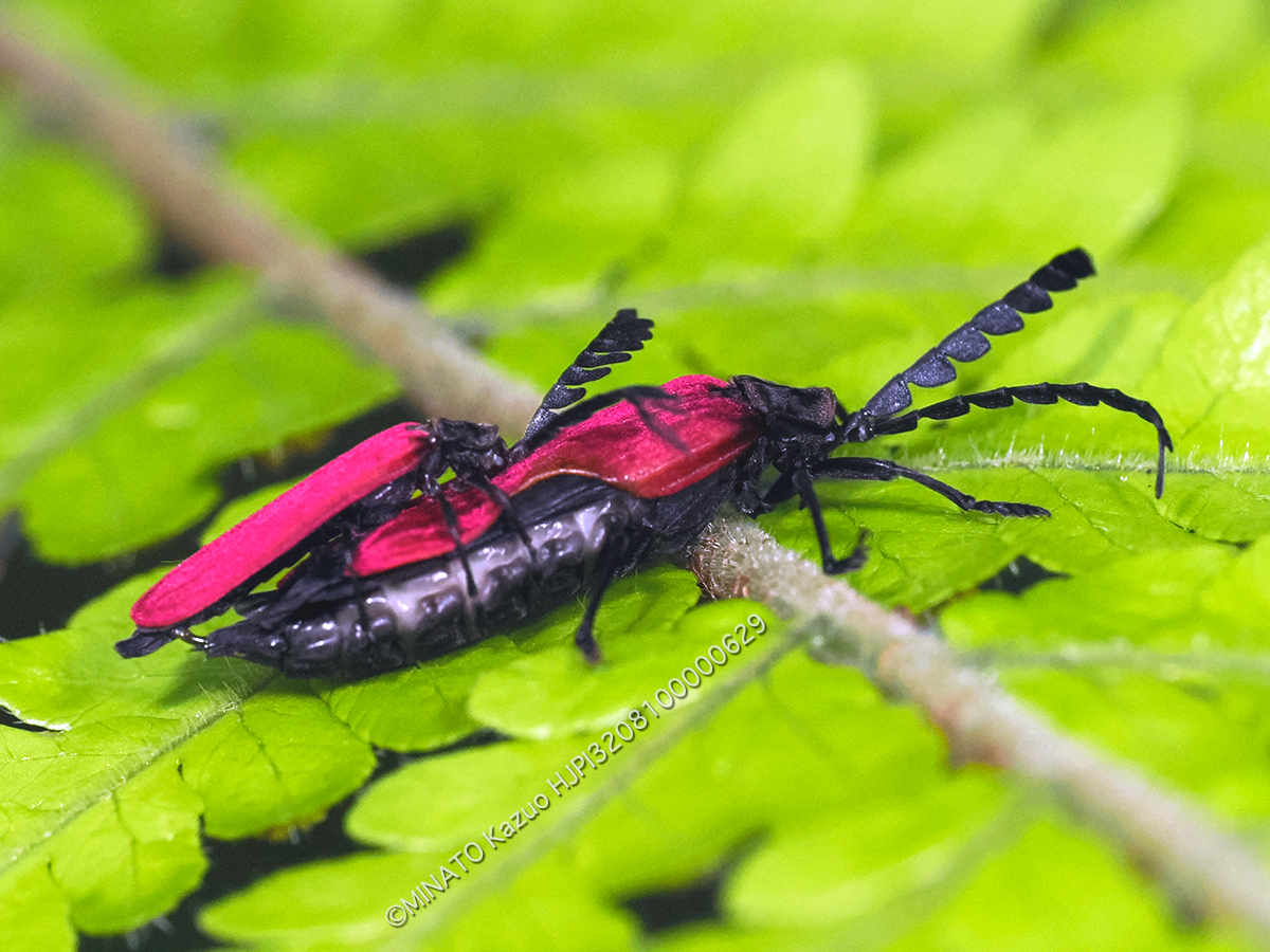 オキナワクシヒゲベニボタル
