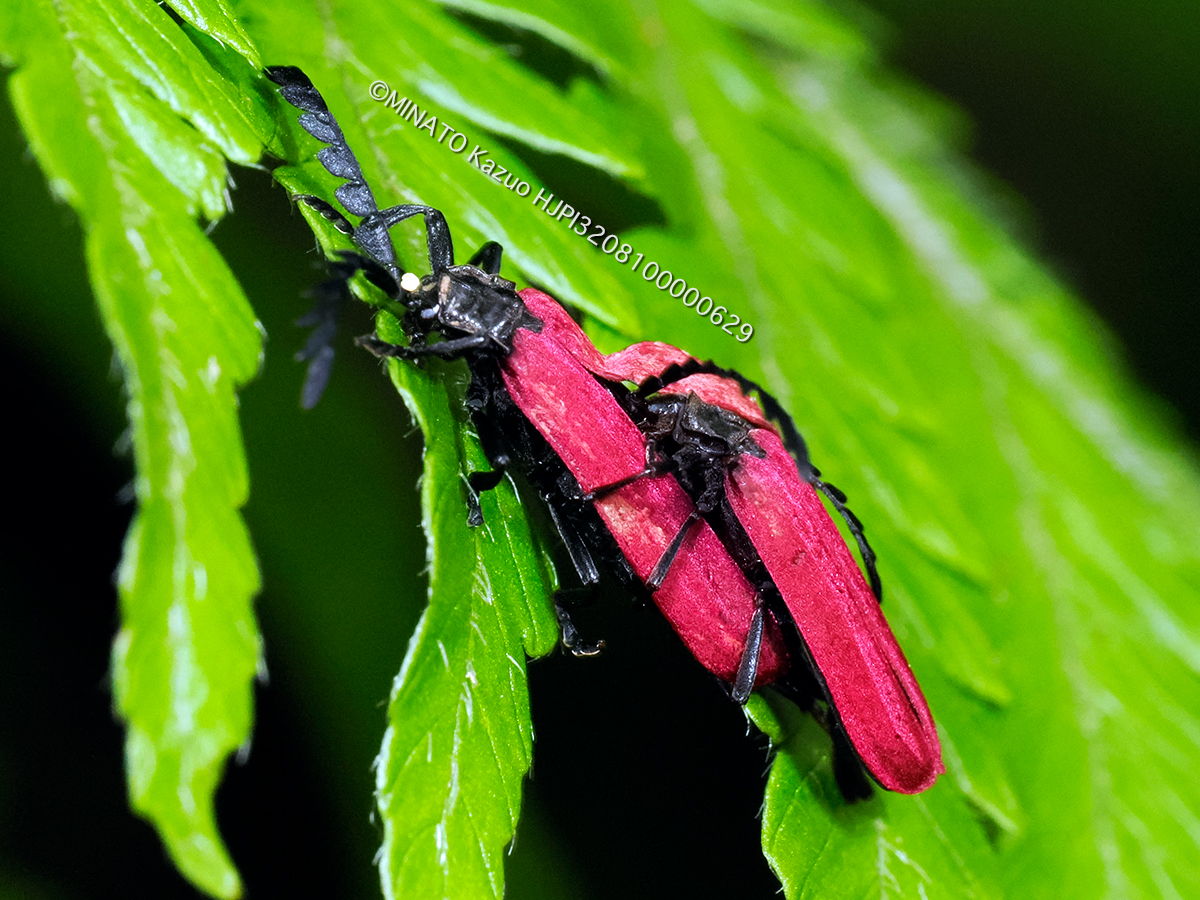 オキナワクシヒゲベニボタル