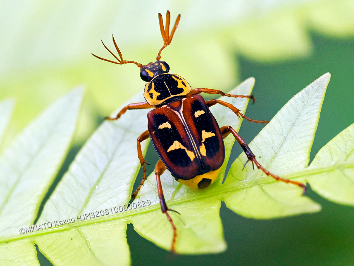 オキナワトラフハナムグリ褐色型雄
