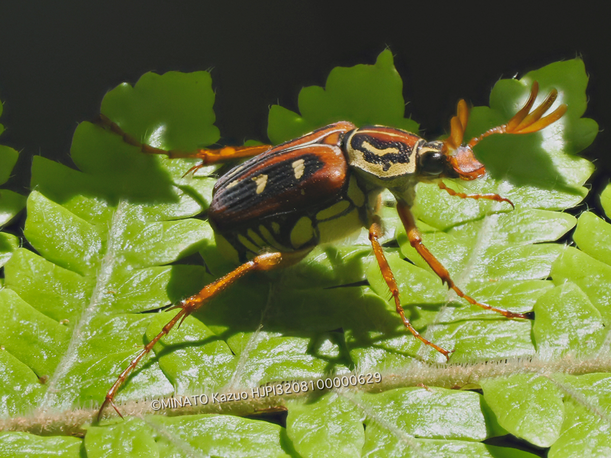 オキナワトラフハナムグリ褐色型雄
