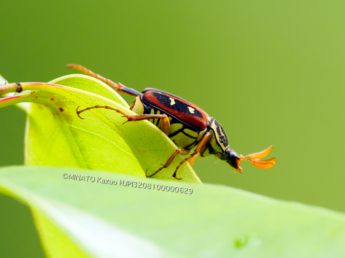オキナワトラフハナムグり褐色型雄