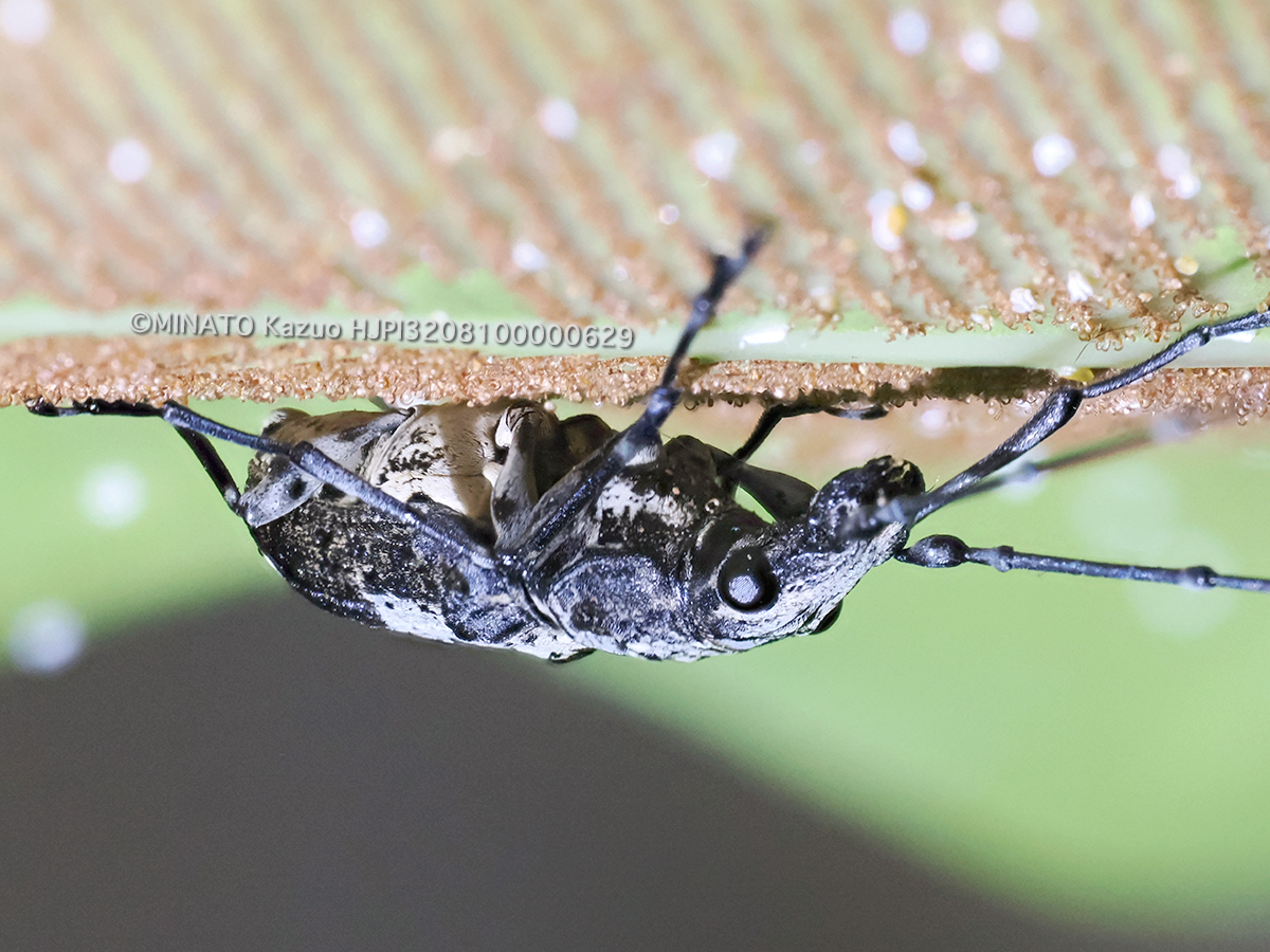 クロヘリオオヒゲナガゾウムシ