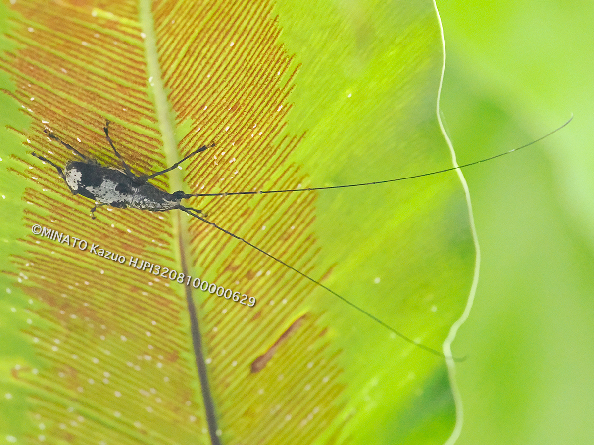 クロヘリオオヒゲナガゾウムシ