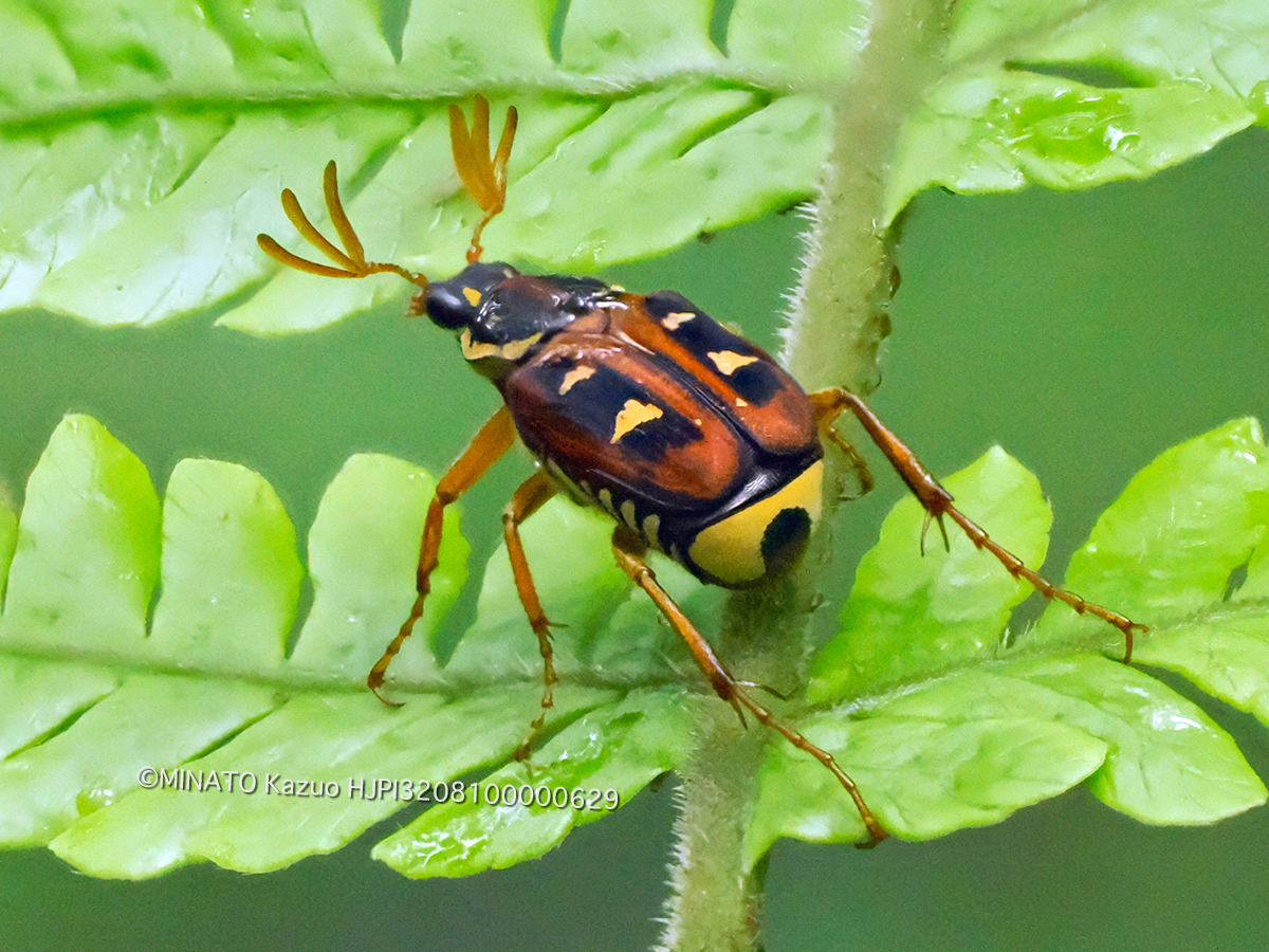 オキナワトラフハナムグリ褐色型雄
