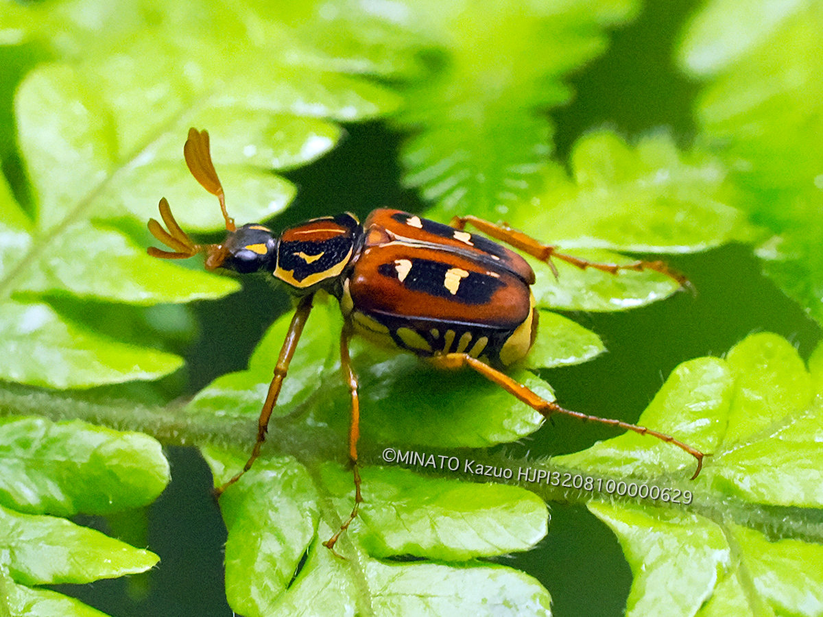 オキナワトラフハナムグリ褐色型雄
