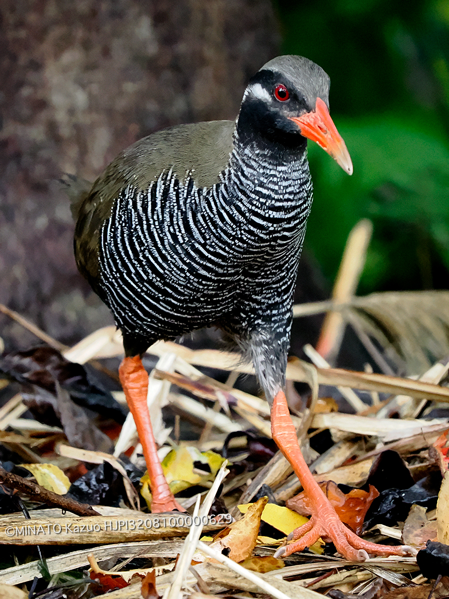 ヤンバルクイナ