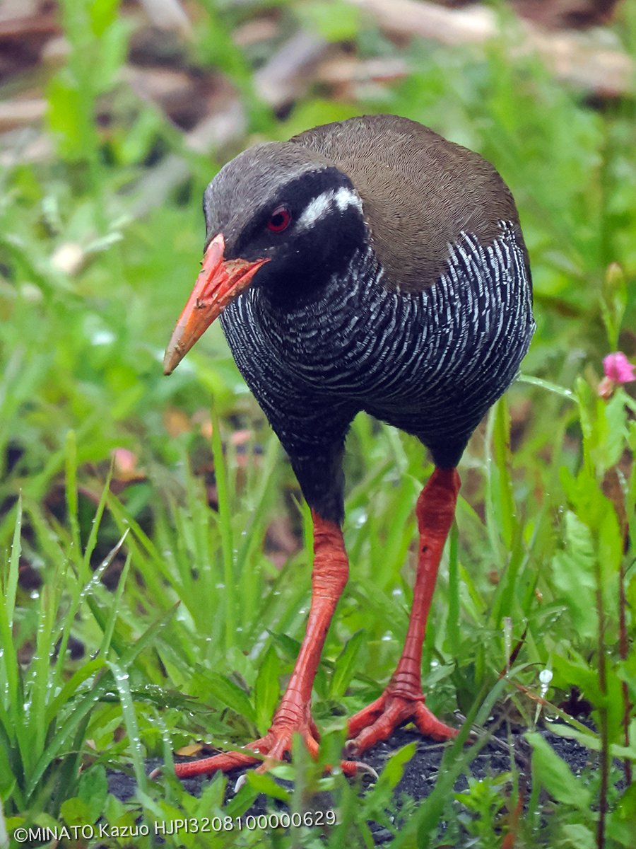 ヤンバルクイナ