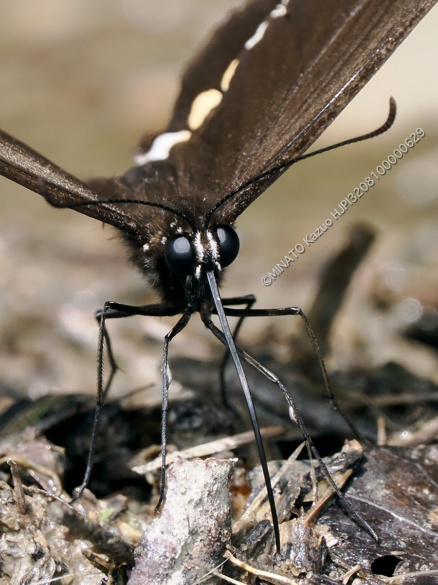 シロオビアゲハ吸水行動