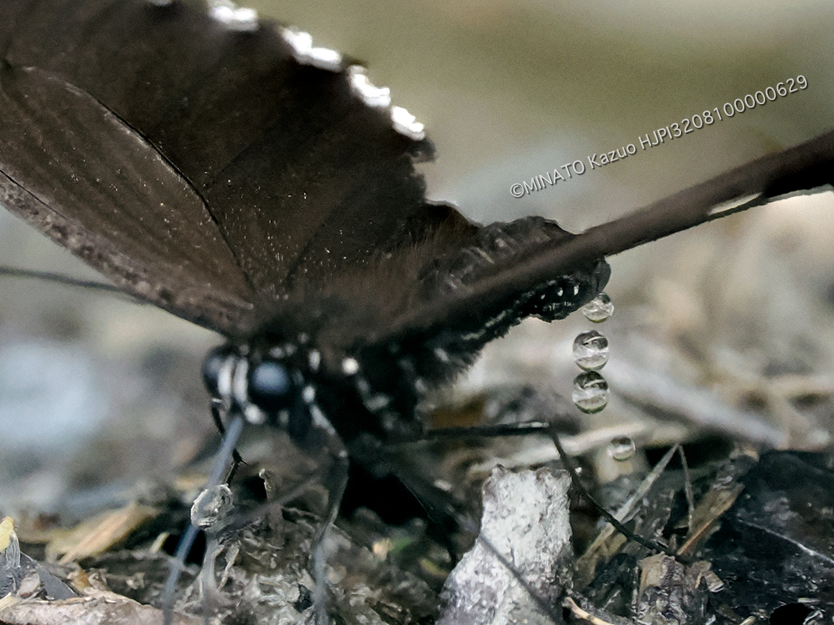 シロオビアゲハ吸水行動