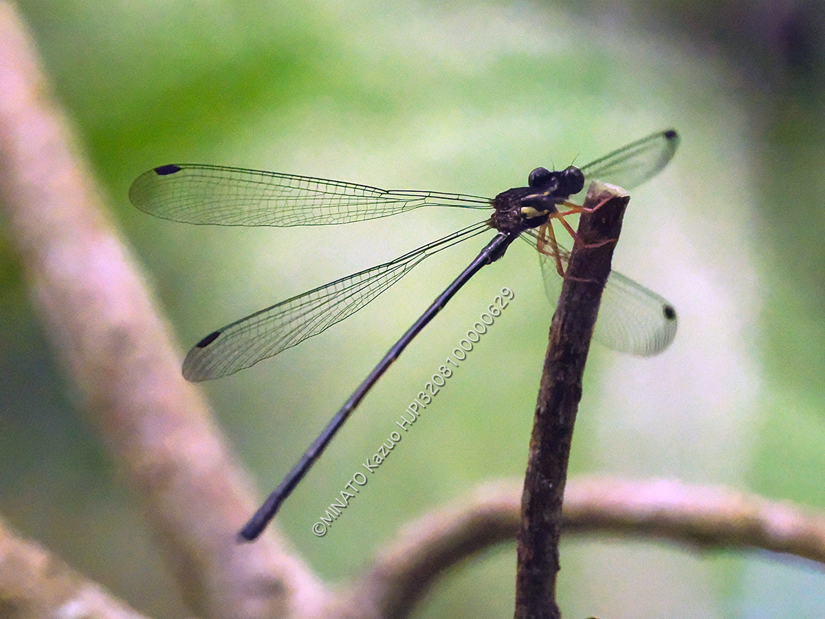 オキナワトゲオトンボ