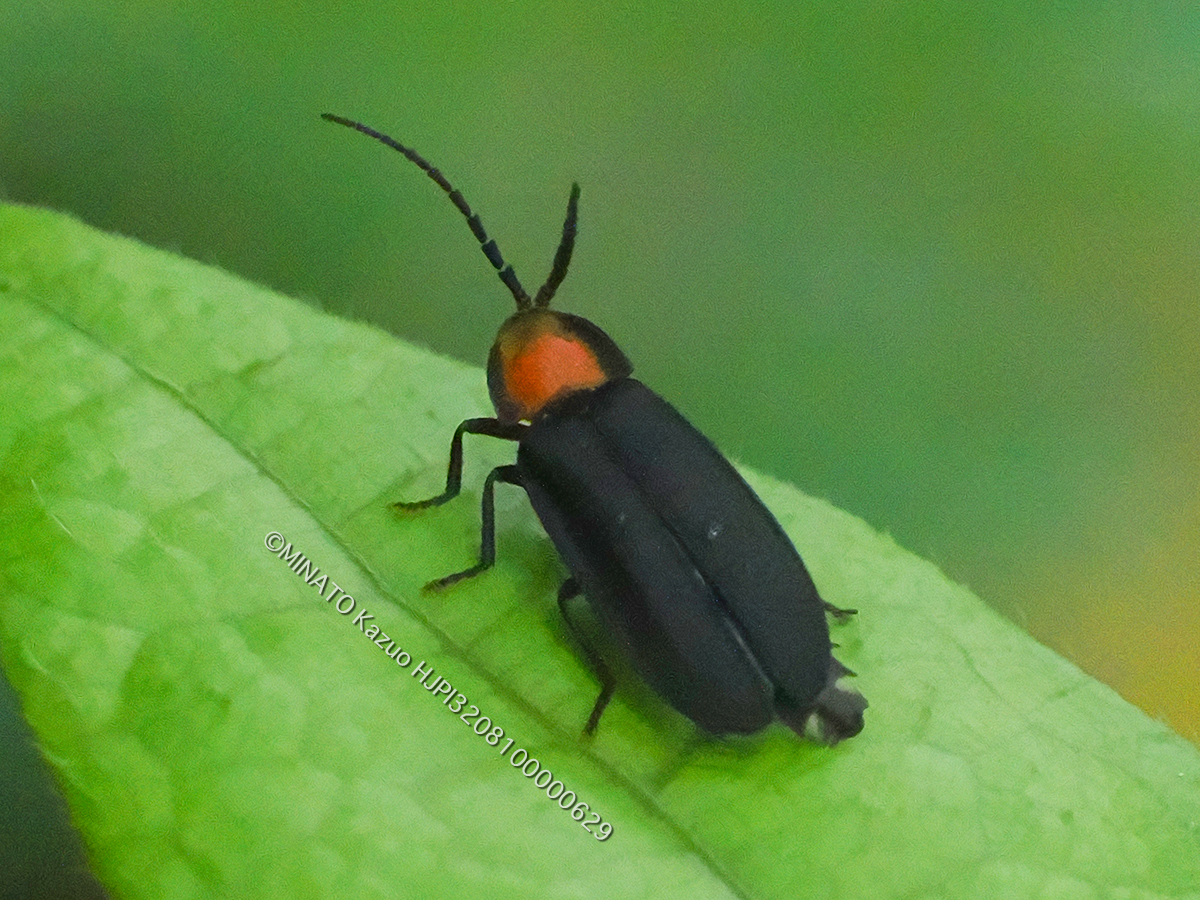 オキナワマドボタル