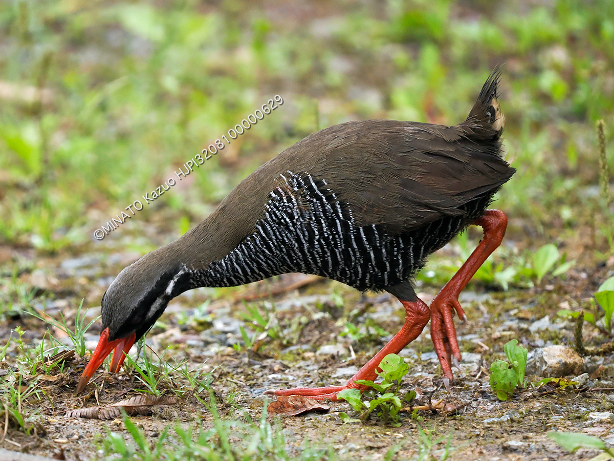 ヤンバルクイナ