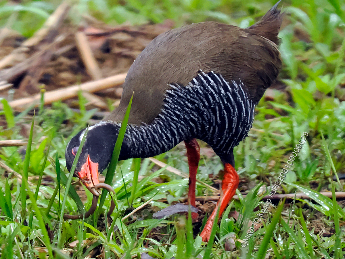 ヤンバルクイナ