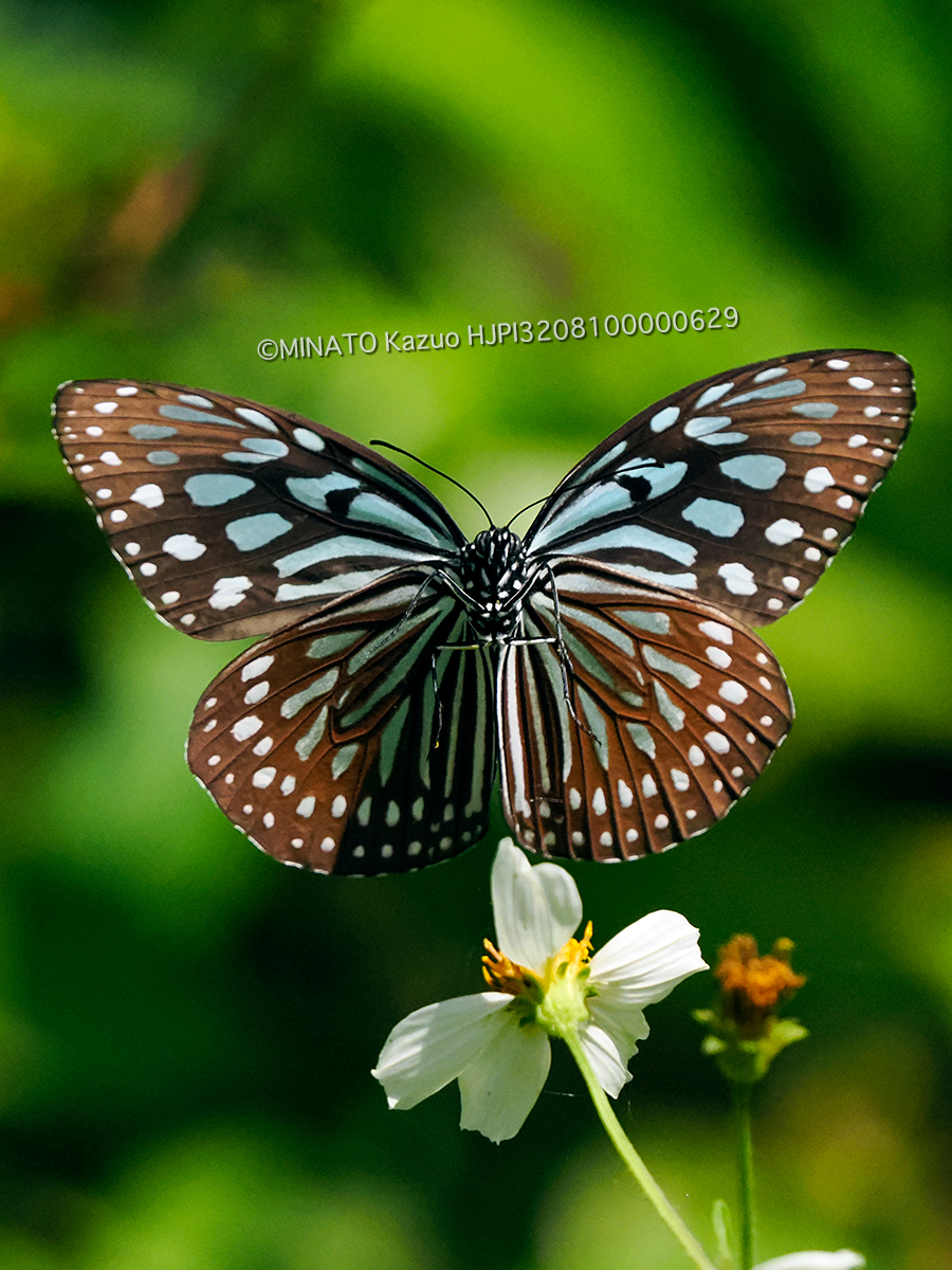 リュウキュウアサギマダラ
