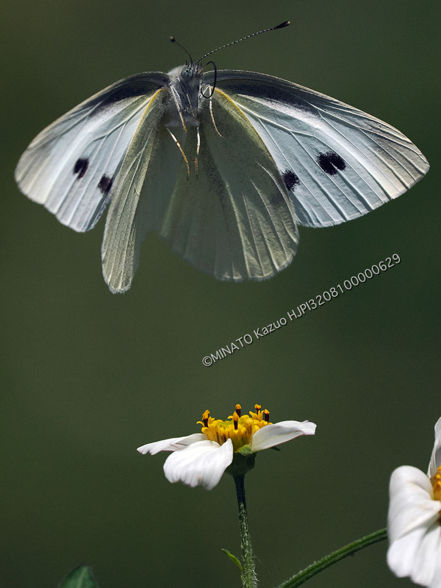 モンシロチョウ
