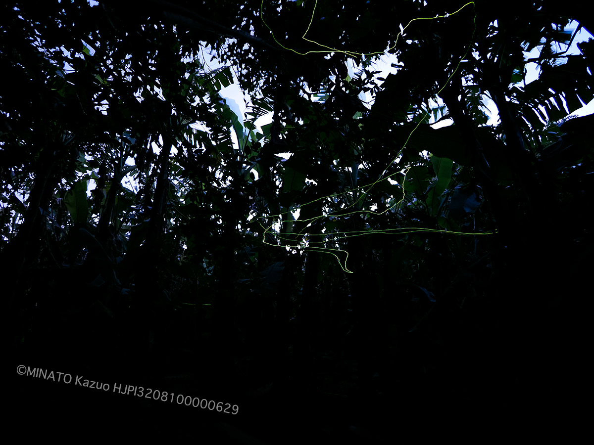 オキナワスジボタル