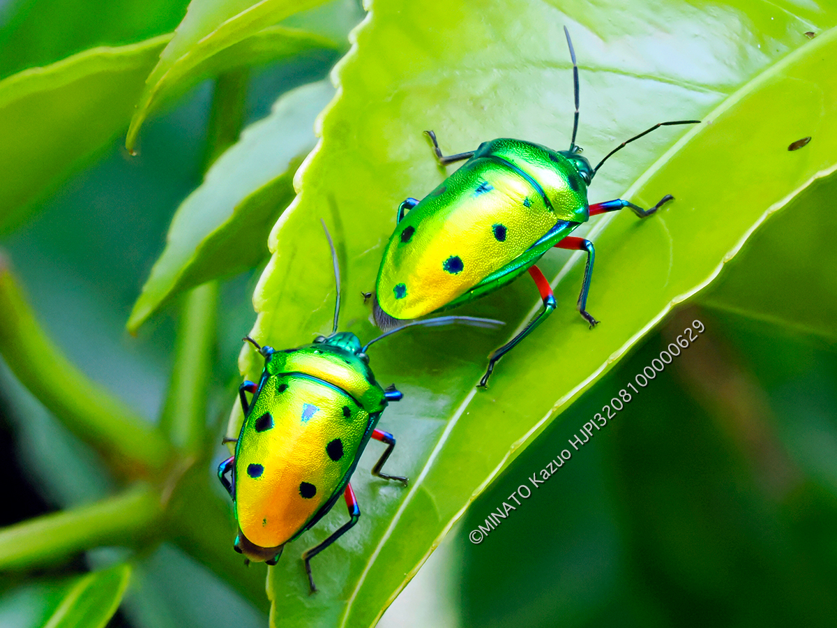 ナナホシキンカメムシ