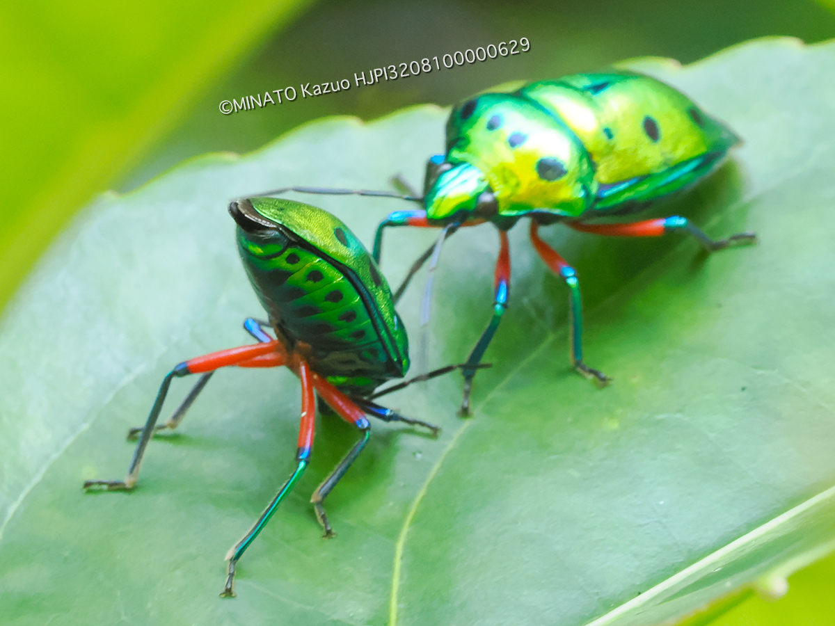 ナナホシキンカメムシ