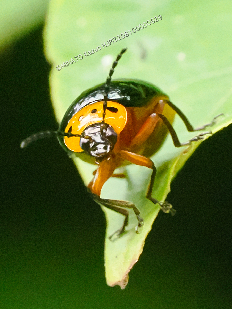 オキナワイチモンジハムシ