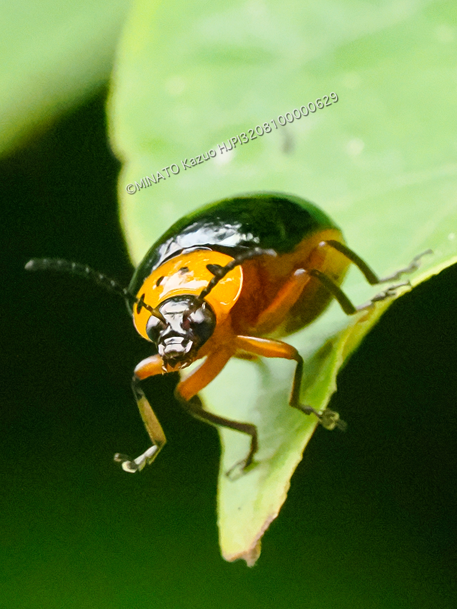 オキナワイチモンジハムシ