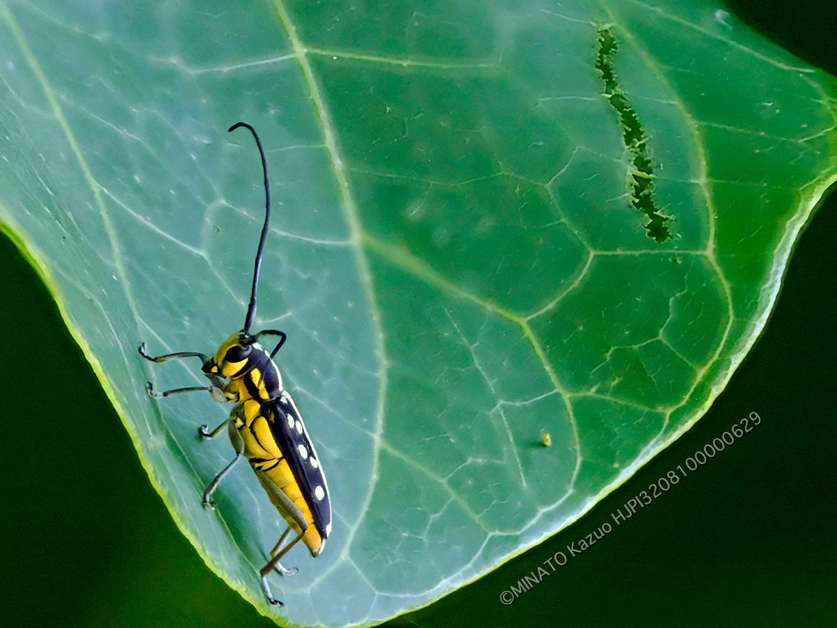 リュウキュウルリボシカミキリ