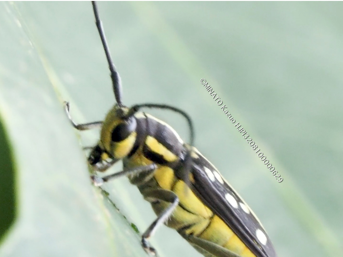 リュウキュウルリボシカミキリ（動画より切り出し）