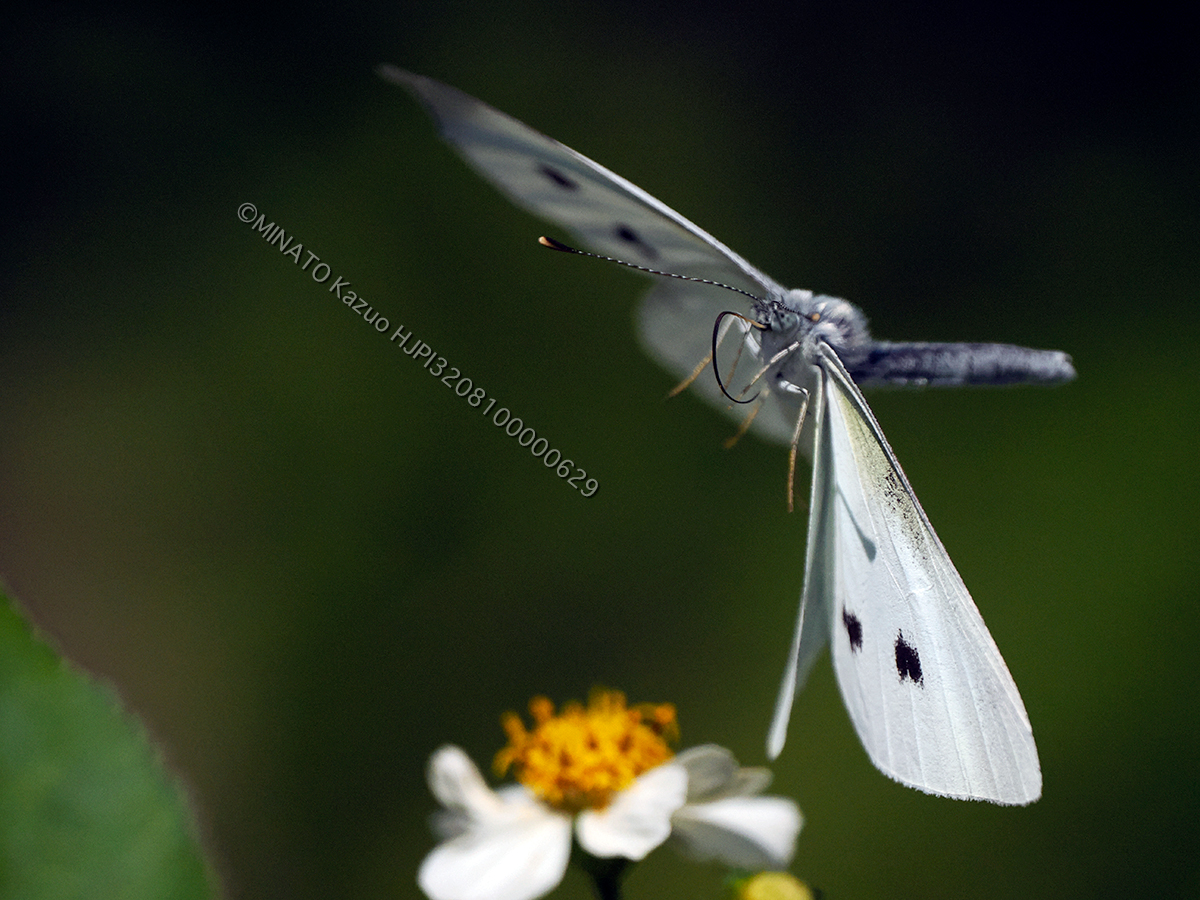 モンシロチョウ