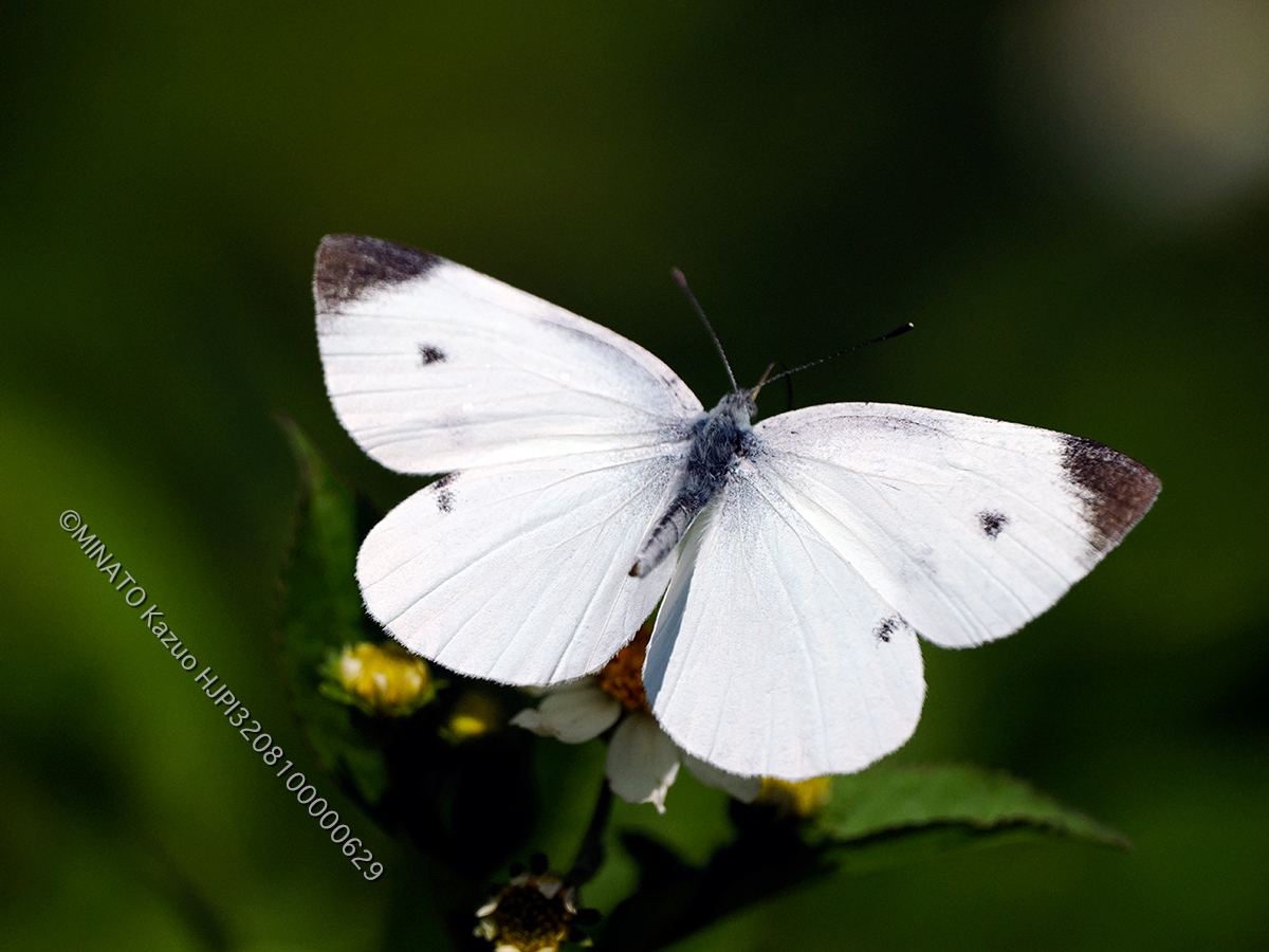 モンシロチョウ