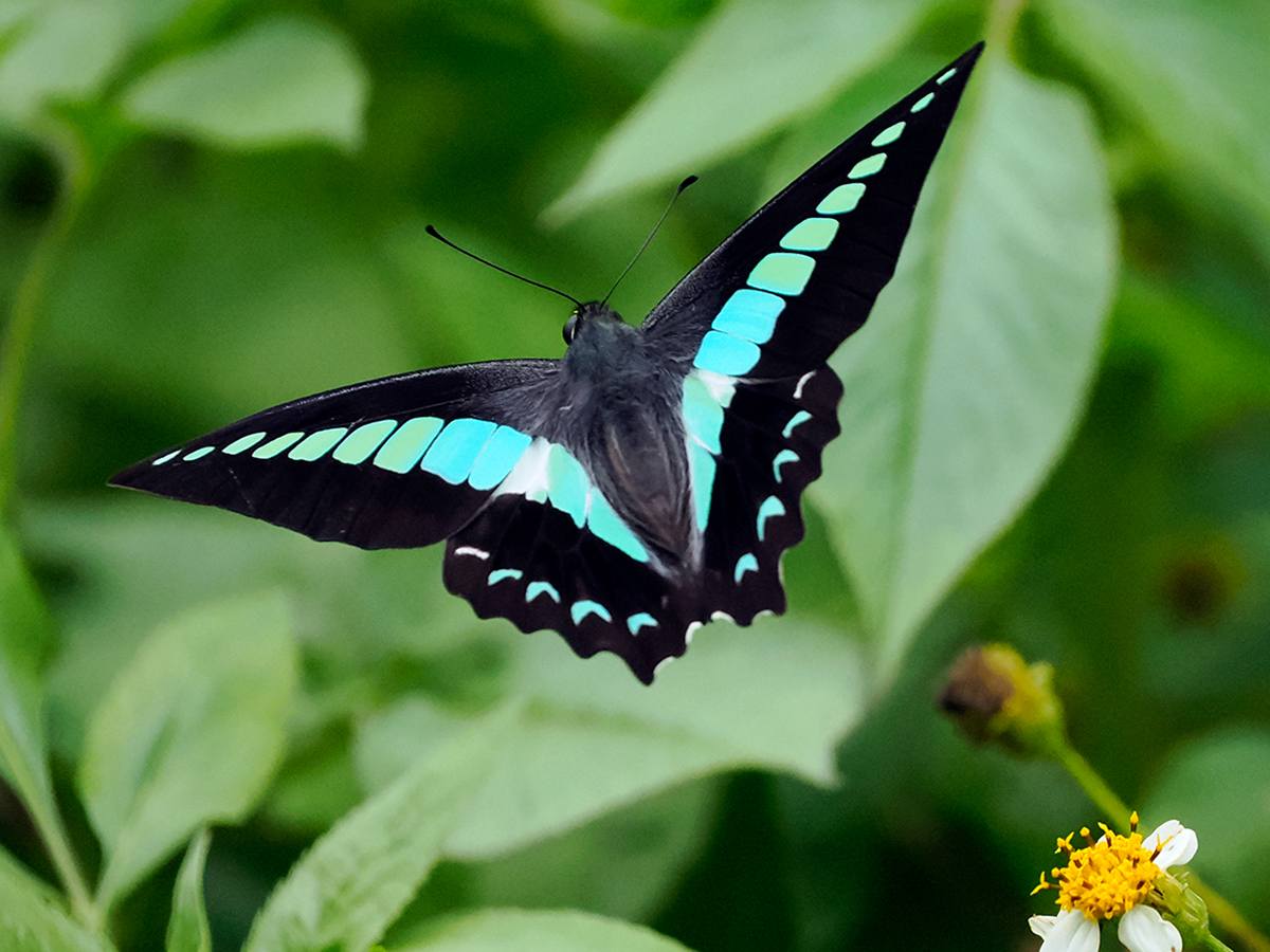 アオスジアゲハ