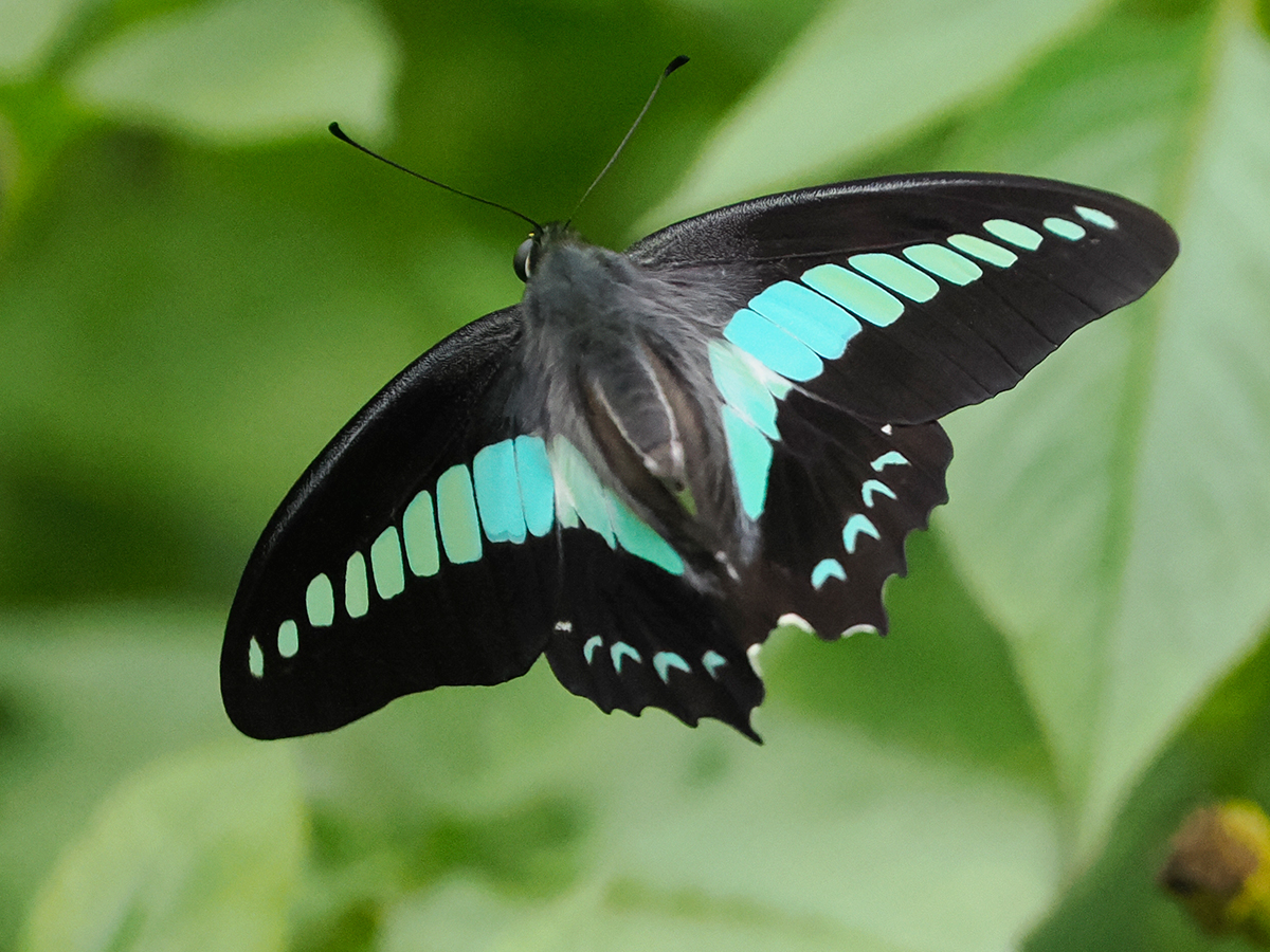 アオスジアゲハ