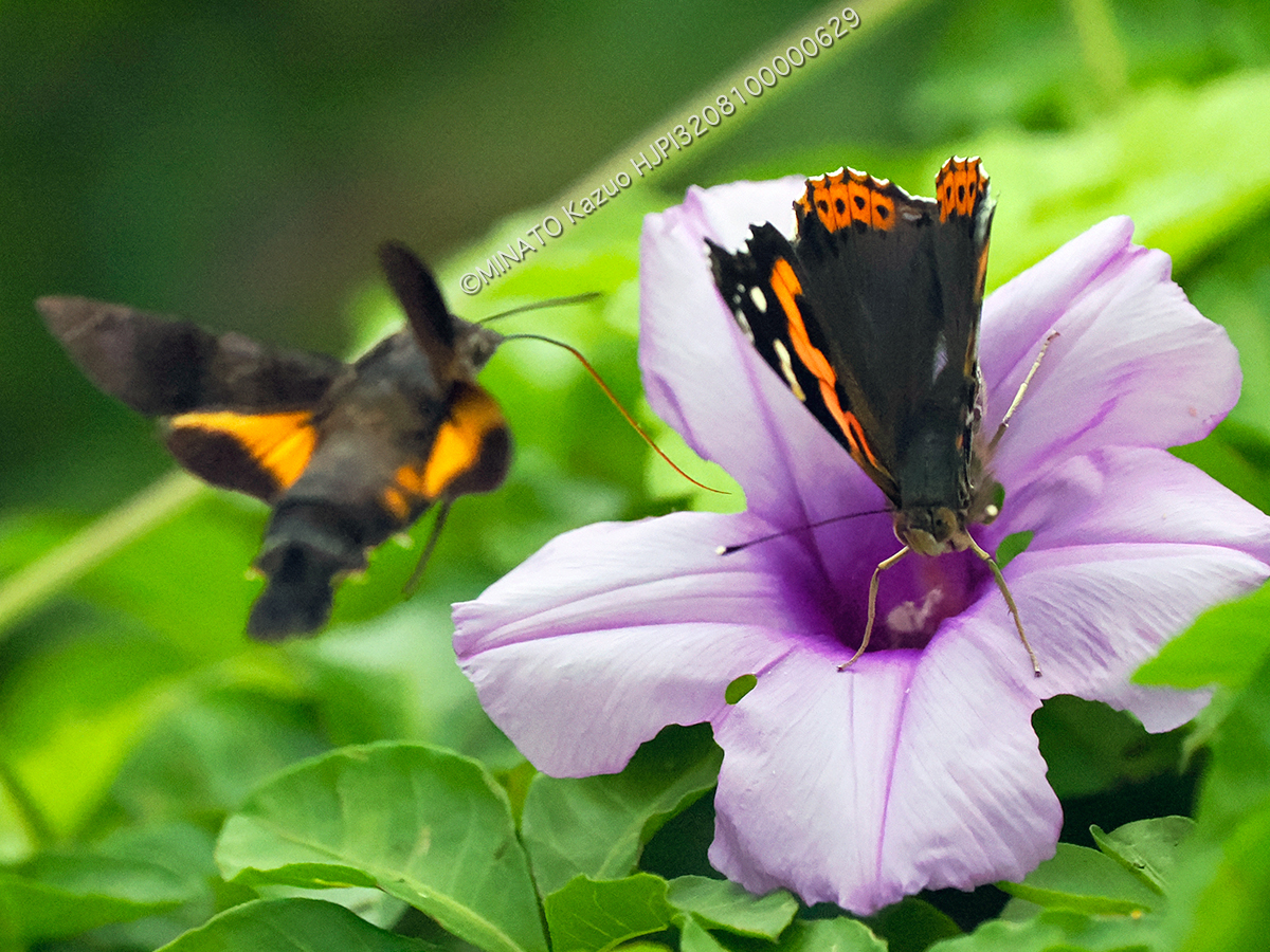 オキクロホウジャク