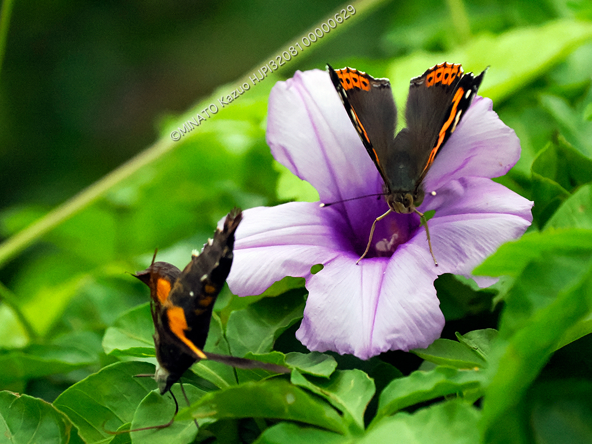 オキクロホウジャク