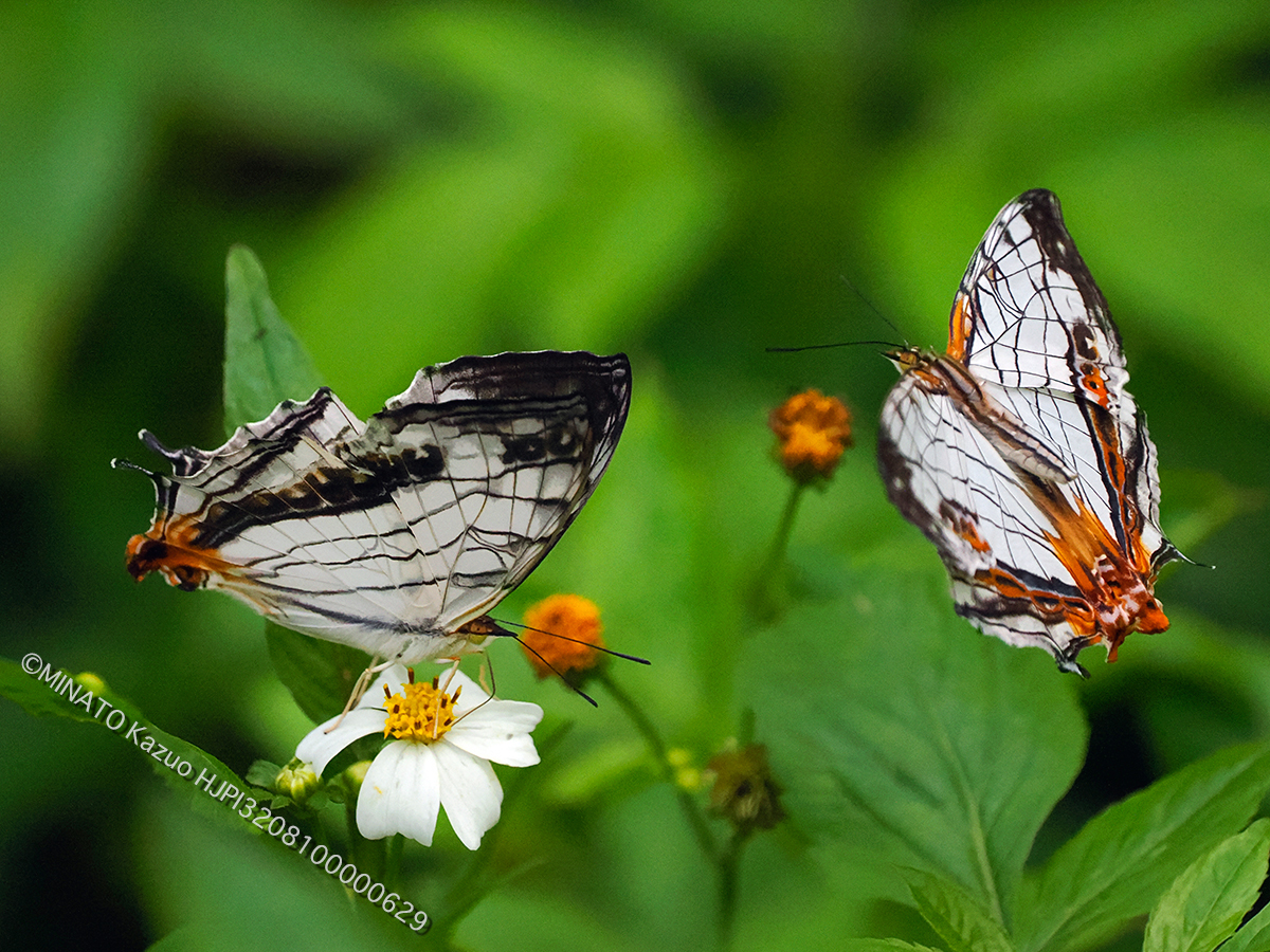 イシガケチョウ