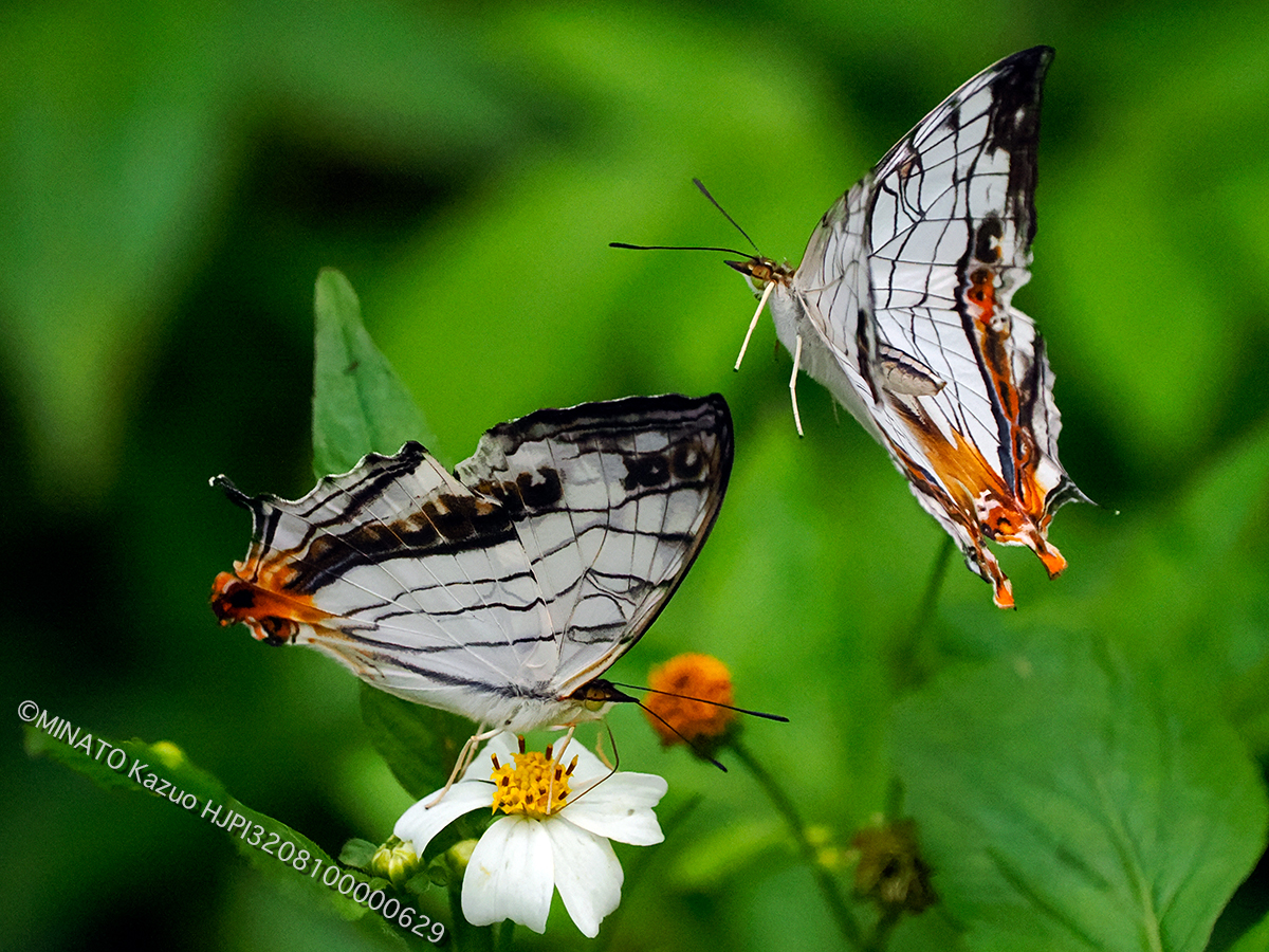イシガケチョウ
