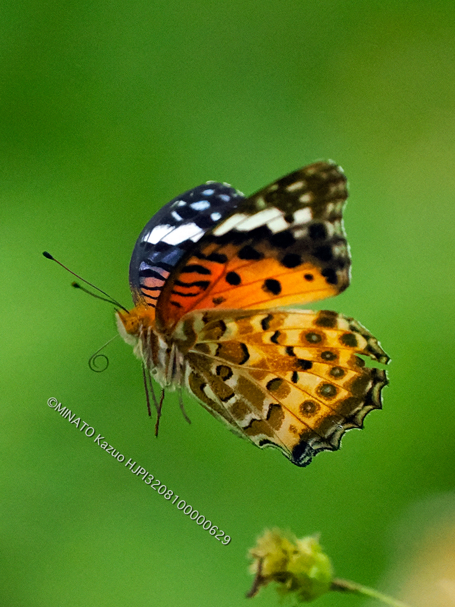 ツマグロヒョウモン雌