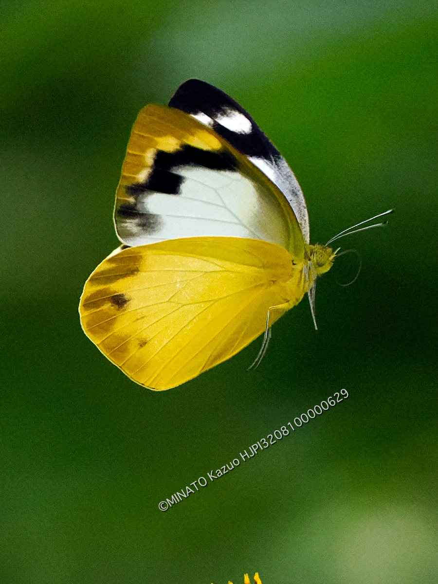 ナミエシロチョウ雌