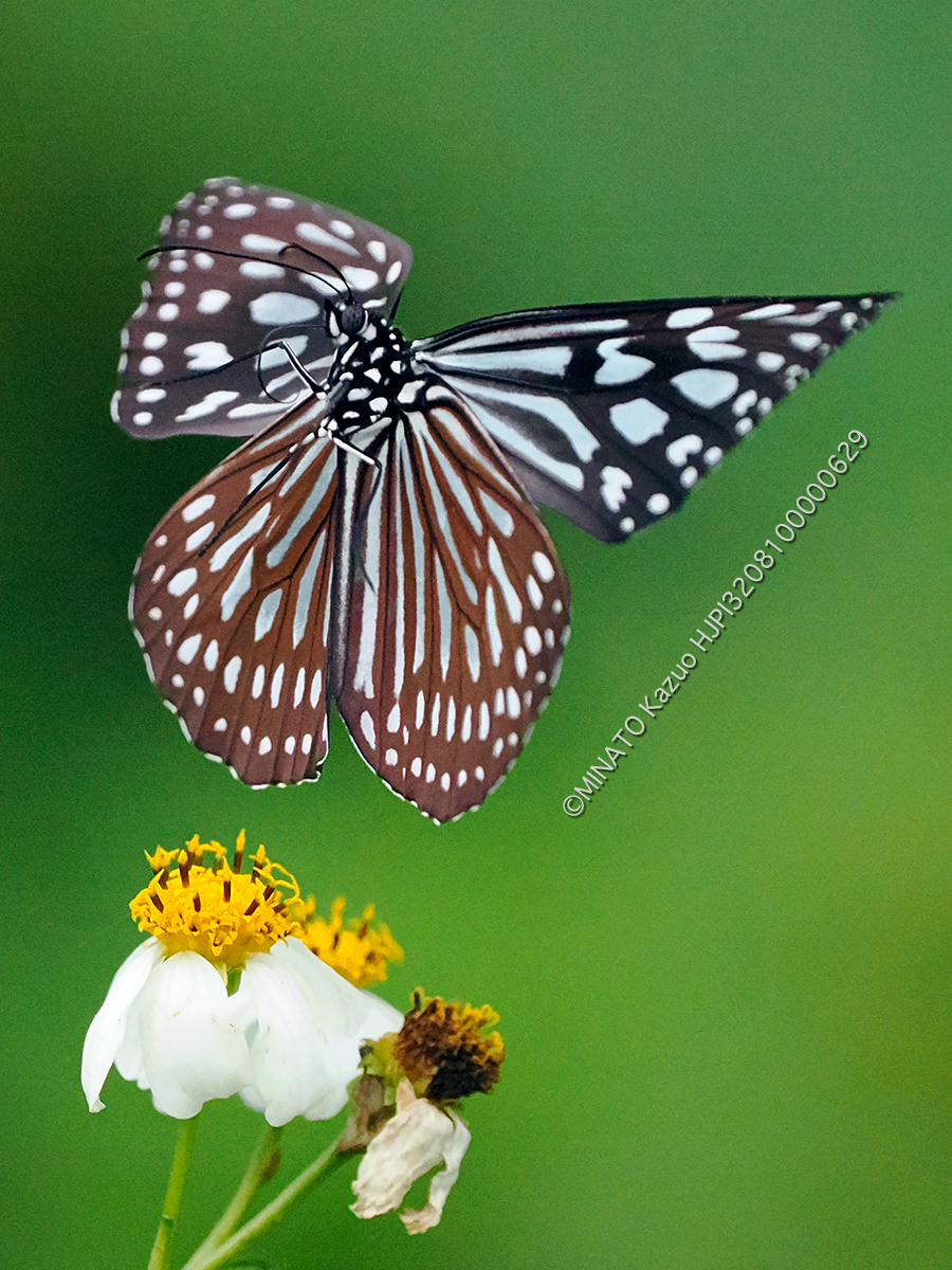 リュウキュウアサギマダラ