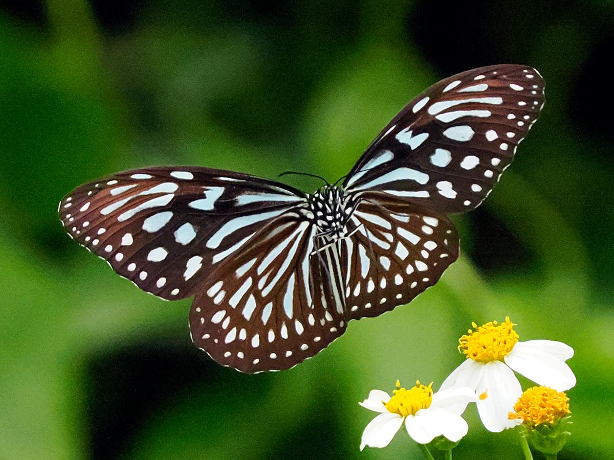 リュウキュウアサギマダラ