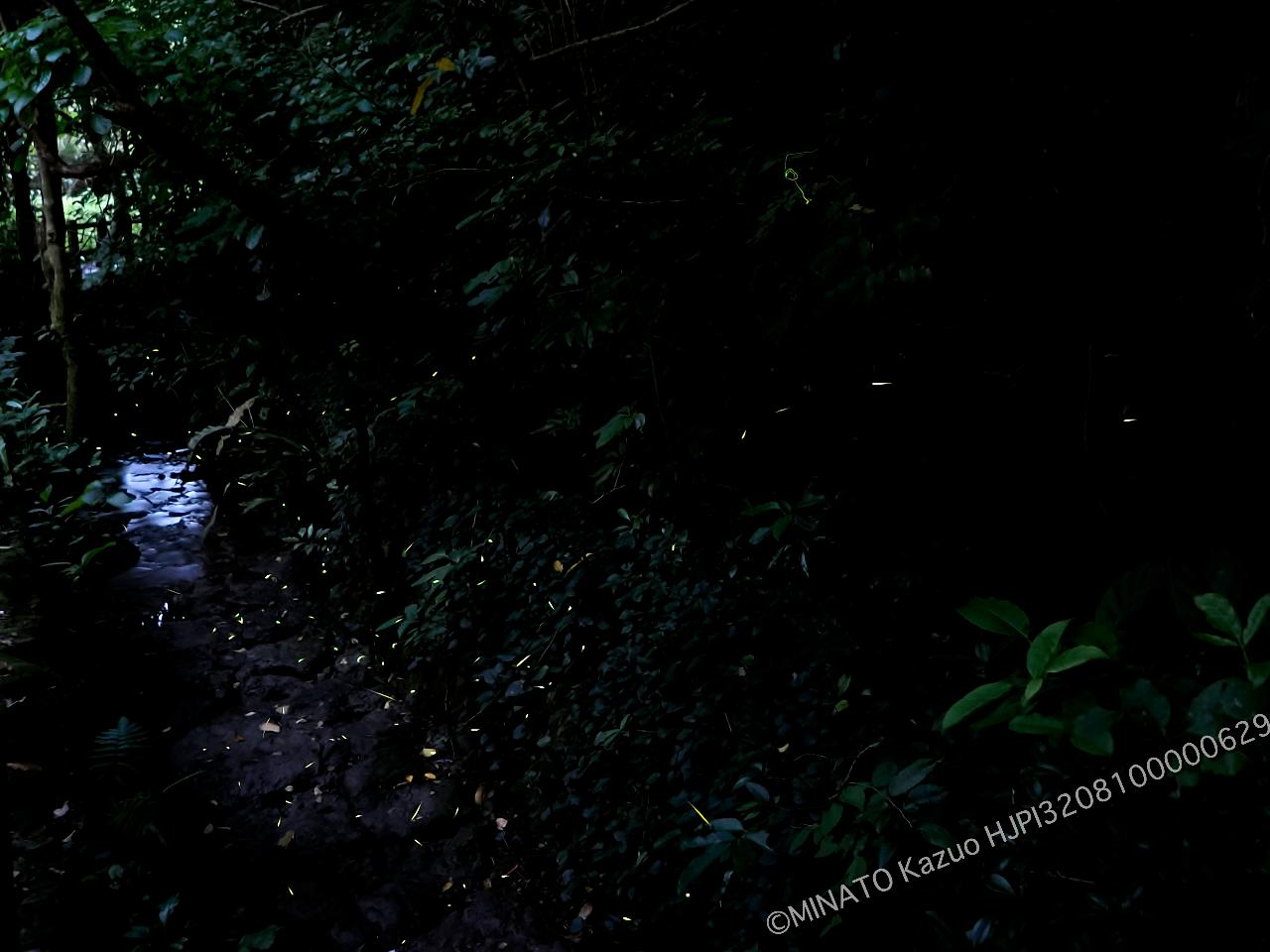 クロイワボタル