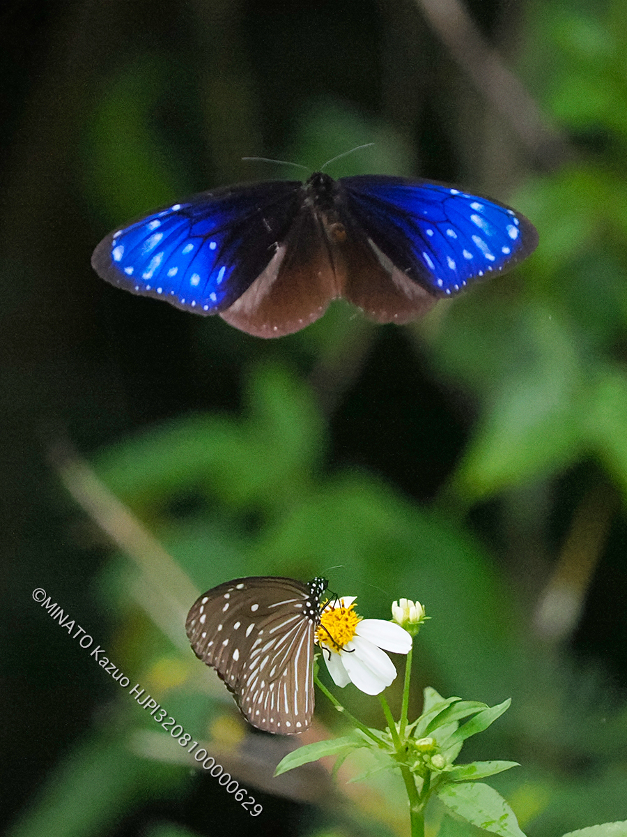 ツマムラサキマダラ求愛行動