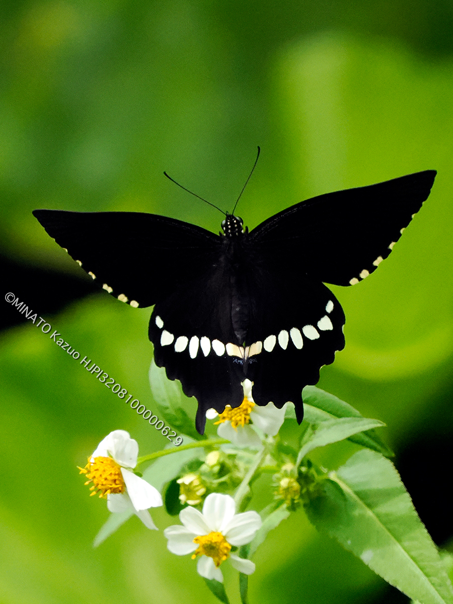 シロオビアゲハ